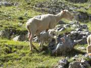 un agneau et sa mere a la Lauzette 